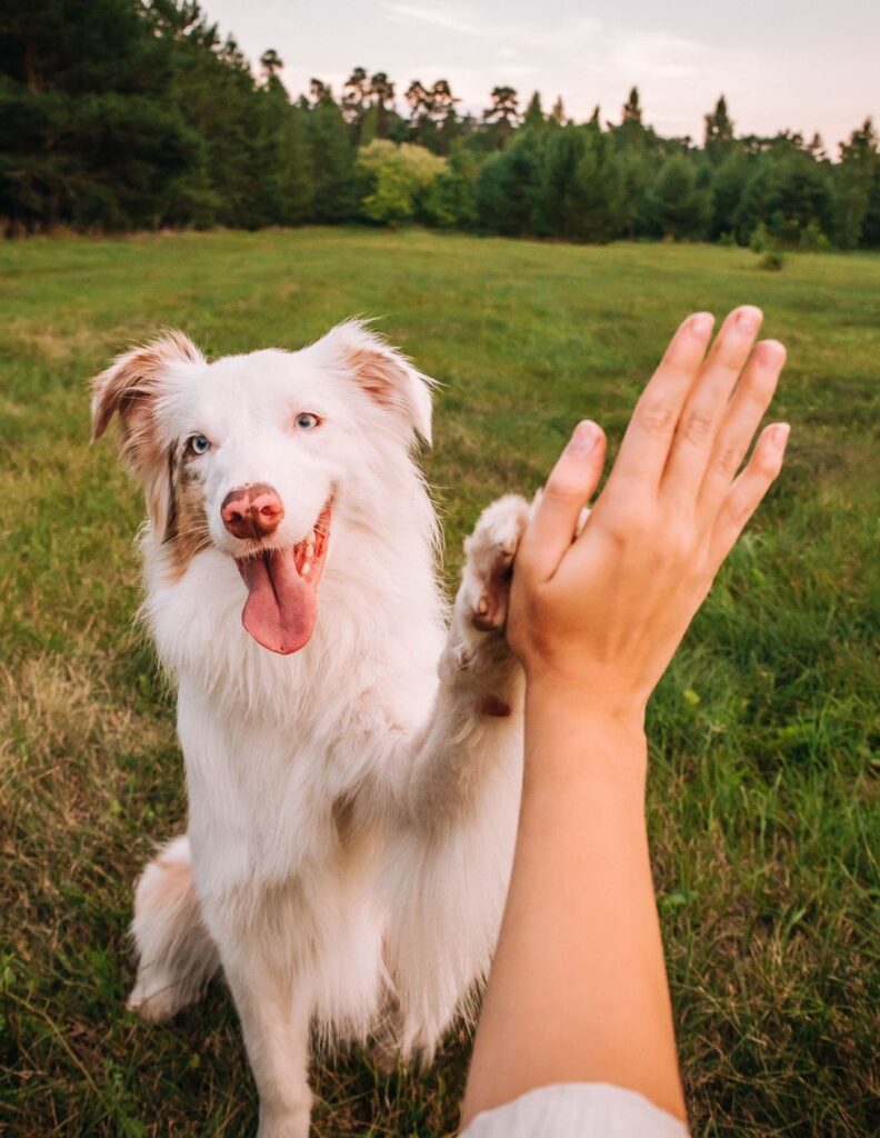 dog gives paw to a woman making high five gesture